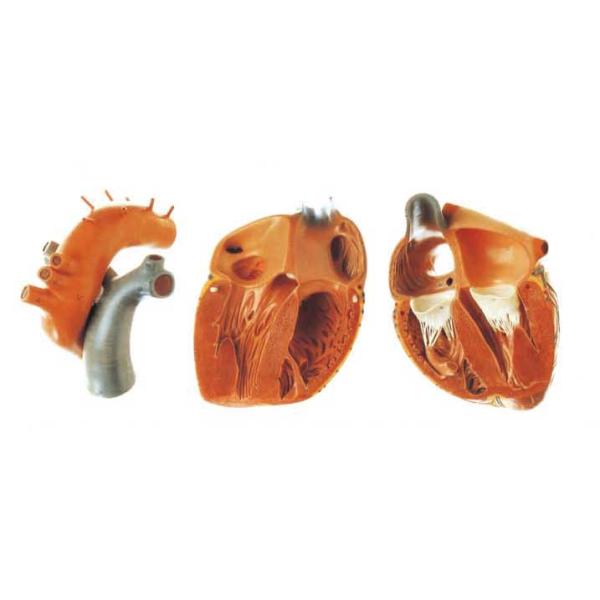 Large size adult Heart model  Human Anatomy Model  for nursing shool training