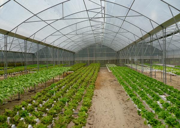Commercial NFT Single Hydroponic System Growing Vegetable with Film Cover