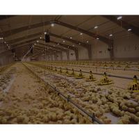 Modern Design Chicken Layer Broiler Poultry Farm Building