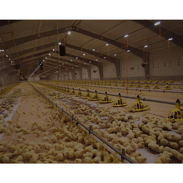 Modern Design Chicken Layer Broiler Poultry Farm Building