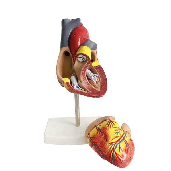 Life Size 2 Parts Medical Anatomy Human Body Parts Heart Model for Demonstration