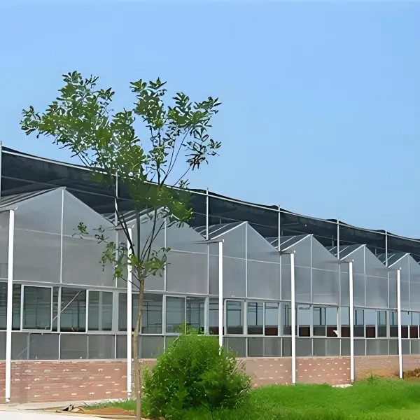 Polycarbonate Venlo - Type Greenhouse for Celery Growth