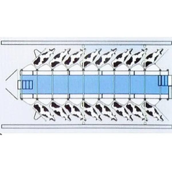 Herringbone Milking Parlor System with ISO Specification and Automatic Cup Remover for Dairy Cow Farms