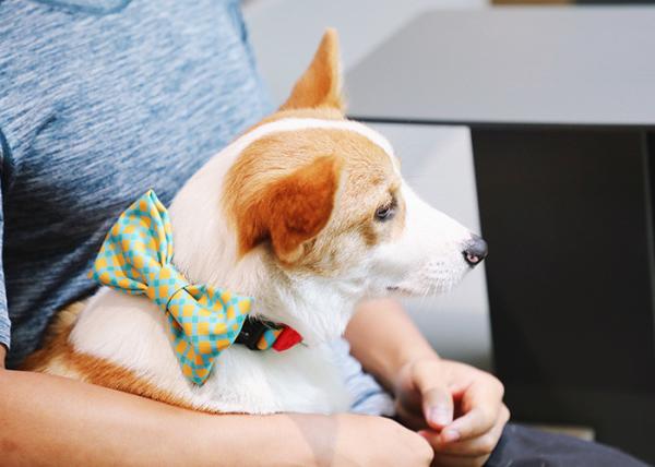 Holiday Xmas Thanksgiving Dog Bowtie Sublimation Printing For Small Medium Dogs