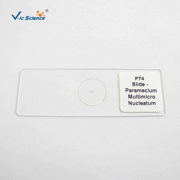 Biology Division Medical Student 13pcs Square Microscope Slides