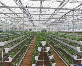 Single Span Commercial Greenhouse Kits Plastic Film Tunnel Greenhouse Stable Structure