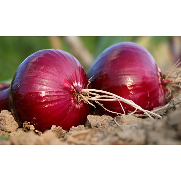 2023 new crop of brand fresh onions red and yellow white onion fresh vegetables in China Chinese onion fresh for sale