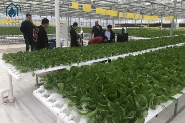 効率的な野菜栽培のためのNFT水栽培パイプとパイプラインシステム