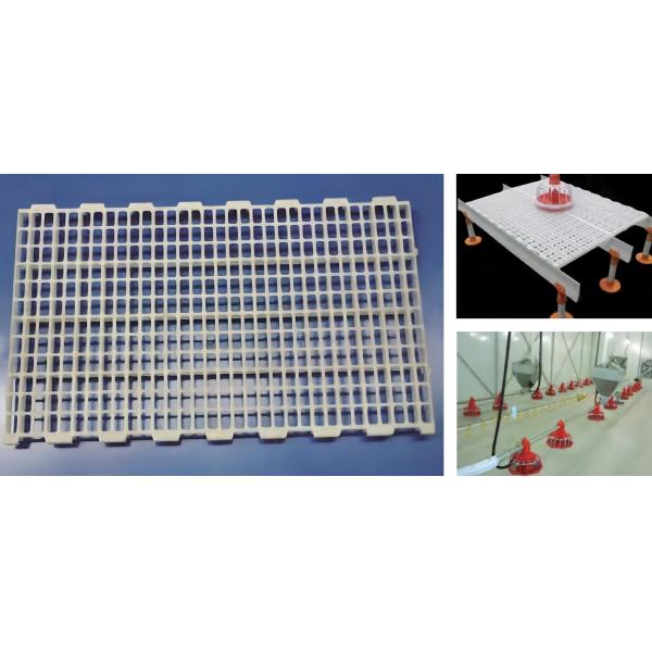 Sistema automático de limpieza de estiércol de pollo de la casa de aves de corral alimentación en jaula