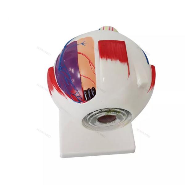 PVC Eyeball Model Anatomy Ophthalmic Magnification 3 Times