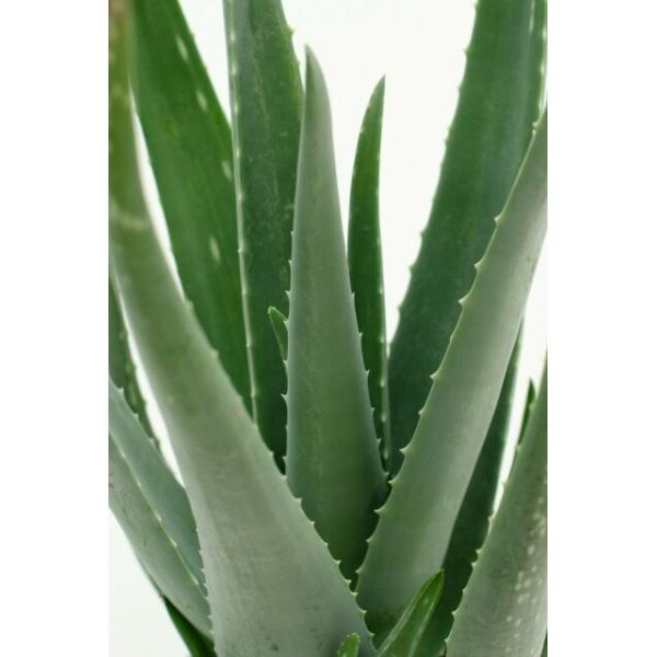 Anti UV Artificial Succulent Plant Landscaping Tropical Fiber Agave