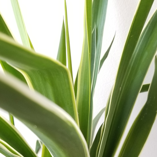 Anti UV Artificial Succulent Plant Landscaping Tropical Fiber Agave