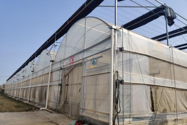 Commercial Agricultural Multi Span Film Vegetables Greenhouse With Irrigation System