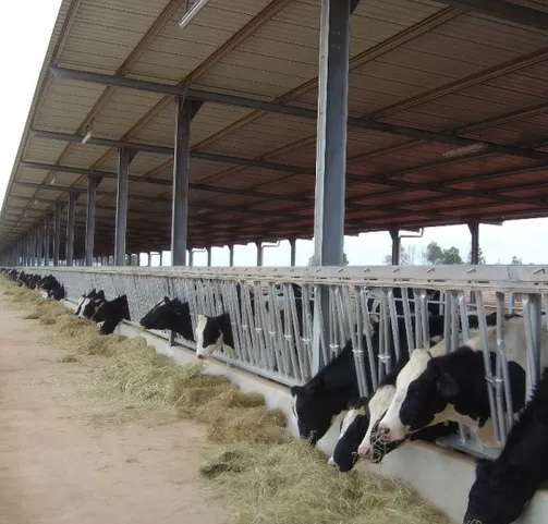 Hot-Dip Galvanized Custom Size Anti-Corrosion Steel Poultry House for Livestock Cow Shelter