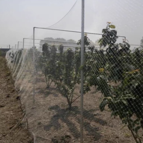 With Knot HDPE  Anti Bird Netting Bird Catching For Fruit Trees