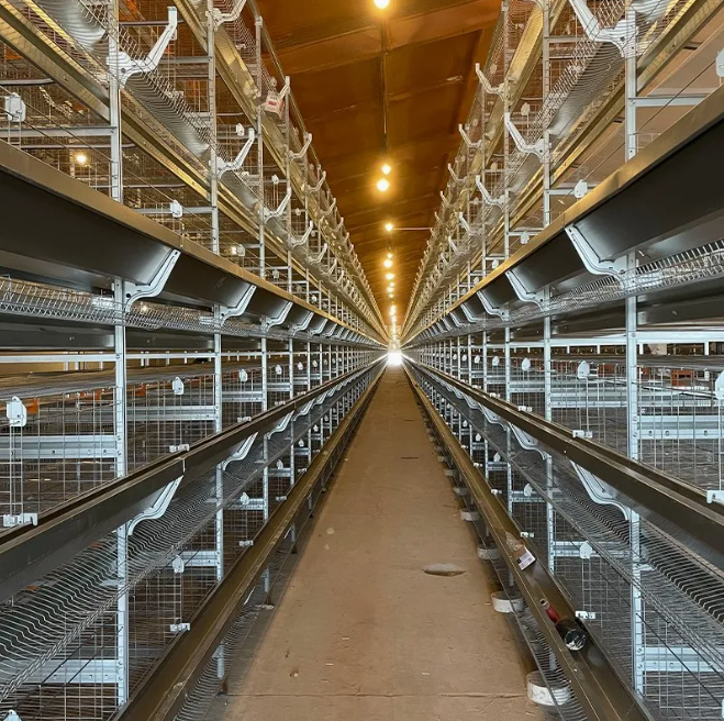 4-Tier H-Type Fully Automatic Layer Cage Hot-Dip Galvanized Poultry Farming Equipment for 10,000 Birds