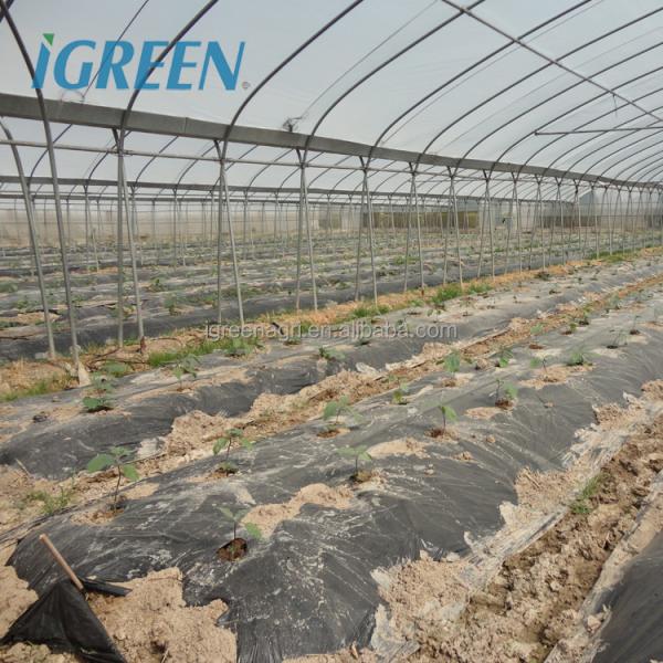 Film Surface Material Multi-Span Agricultural Greenhouses IGreen Greenhouse
