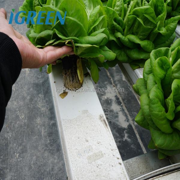 Commercial NFT Single Hydroponic System Growing Vegetable with Film Cover