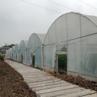 Agricultura do controlo automático da estufa do período do filme alto do Pe do túnel multi hidropônica