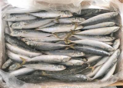 isca de pesca congelada 90g