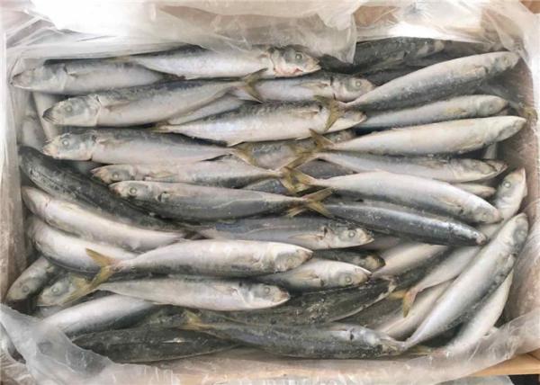 isca de pesca congelada 90g