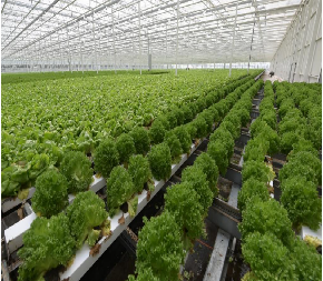 Easy Installation Customized Agricultural Greenhouses With LED Lighting