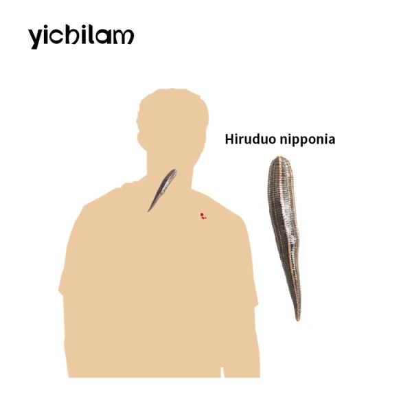 Modern Leech For Medical Use Hirudo Therapy Anti Inflammatory ISO9001 ISO45001 ISO12001 Certified