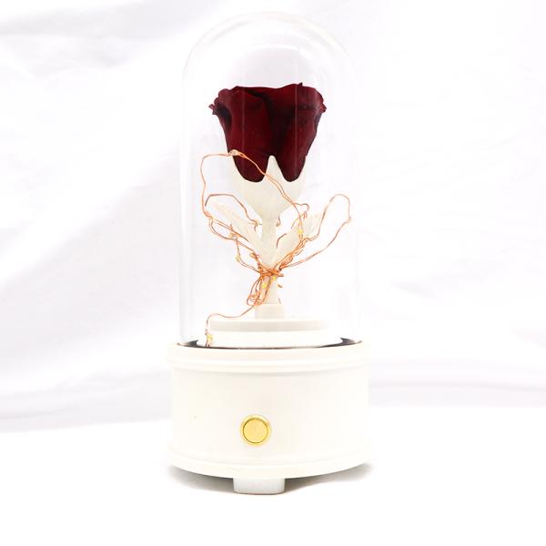 Увековечиванные стеклянные вечные розовые дикторы Блуэтоотх держа свежими на долгое время