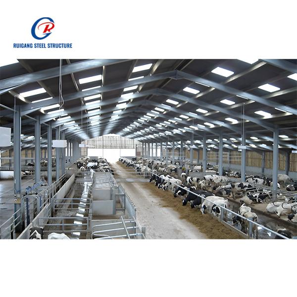 Cow Shed Steel Structure Building for Livestock Facilities Durable and Efficient Solution for Farming Needs