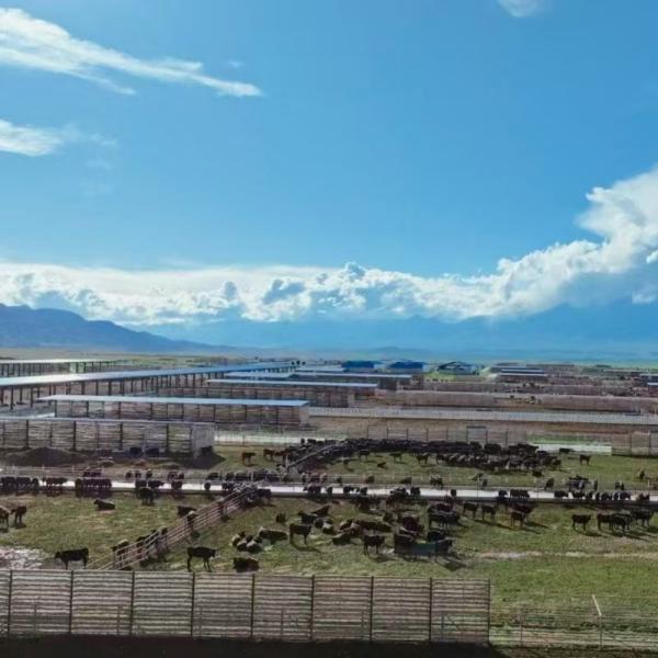 Galvanized Steel Cow Shed For Dairy Beef Cattle 20+ Years Lifespan Livestock Housing Solution Provider Intergrated With Feeding Equipment Off Grid Solar Power Panel