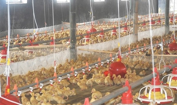 Duck Groose Food 45mm Poultry Feeding Tray