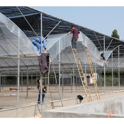 No Roof Vent Agricultural Greenhouse Vegetable Growing Single Span Greenhouse