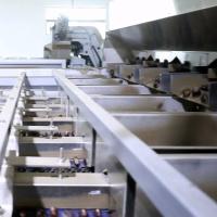 Machine de tri des châtaigniers avec certificat CE