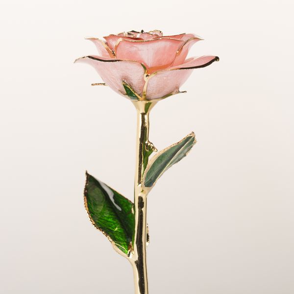 2020 Upgraded 24K Gold Dipped and Trimmed Real Preserved Fresh Eternal Rose Flower Wholesale Preserved Roses Factory