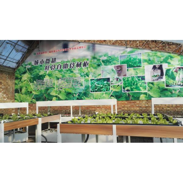 Aquaponics Greenhouse Hydroponics Growing System Fish Tank For Fish And Vegetable