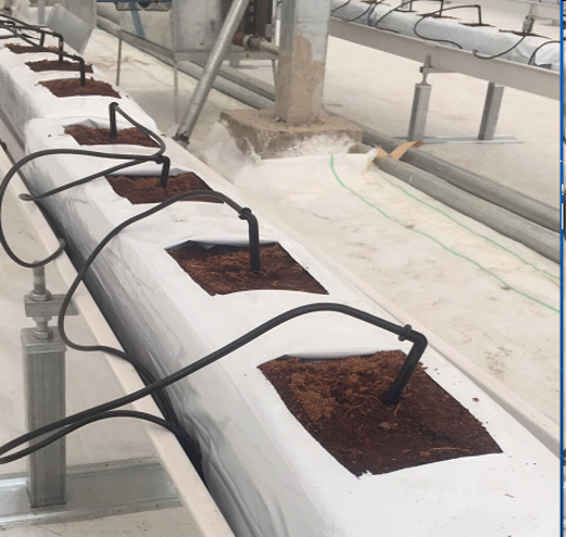 Invernadero de vidrio tipo Venlo con control de temperatura inteligente equipado con sistemas de riego de precisión y monitoreo ambiental