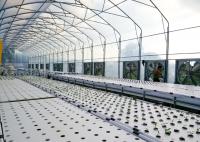 Quick Growing DWC Hydroponics System Perfect Commercial For Fast Harvest Vegetables