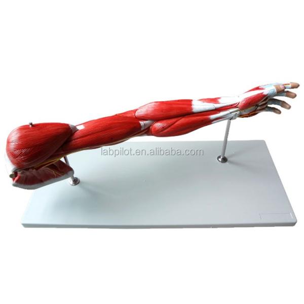 Detachable Arm Muscles Vascular and Neural Model for Upper Limb Motor System Anatomy