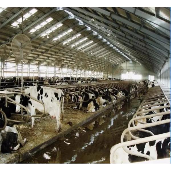 Роллевые двери с готовой стальной конструкцией Коровник для птицы