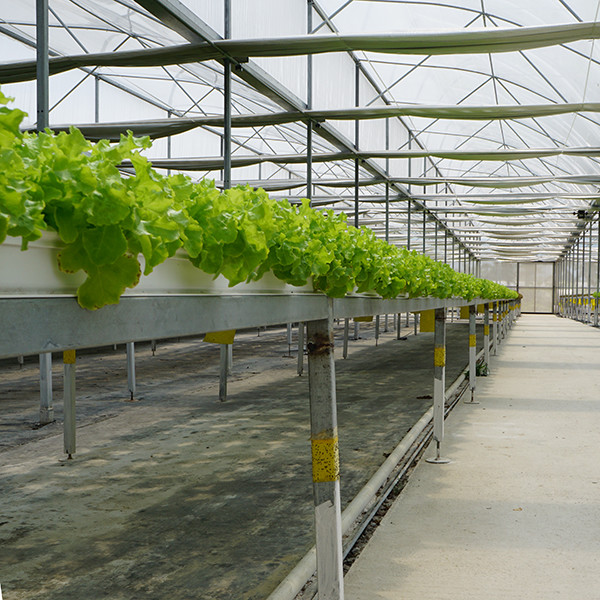 Ventilation Windproof Greenhouse With Pvc Cover Commercial Polycarbonate Greenhouse Kits