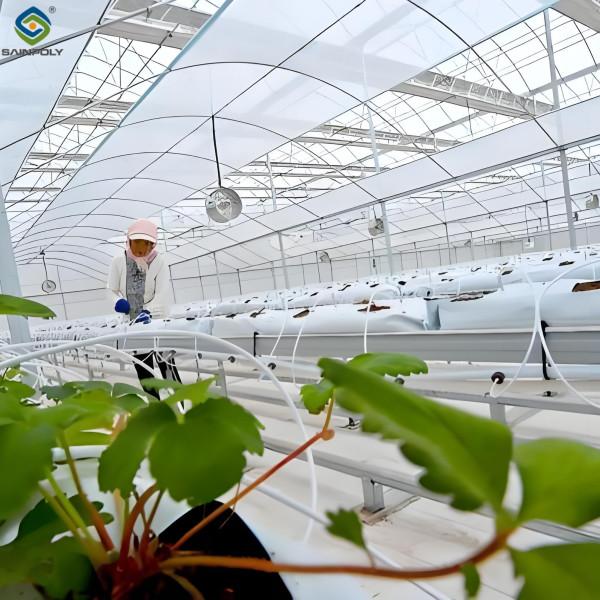 Strawberry Growth Plastic Film Greenhouse With Hydroponic Growing System