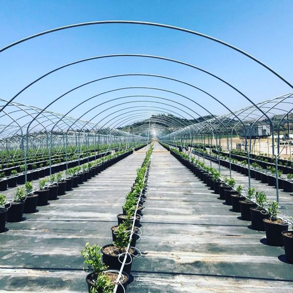 Высоким клубники полиэтиленовой пленки выхода аграрным выросли парником, который идут дождь укрытие