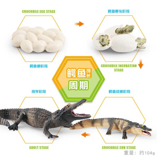 Crocodile Alligator Life Cycle Figure Model Toy For Boys Girls Kids