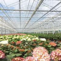Serre chaude végétale Multispan de verre trempé de Venlo de culture hydroponique pour l'élevage de tomate
