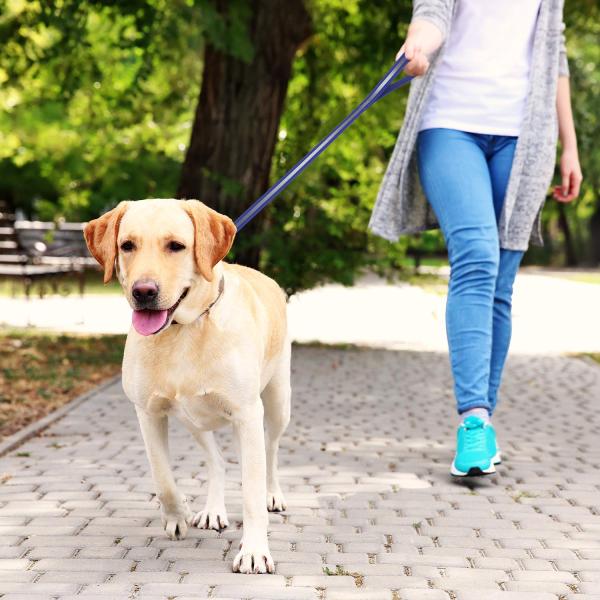 Ultra Light Design Waterproof Dog Leash Easy Cleaning 4 Feet Long 1 Inch Wide