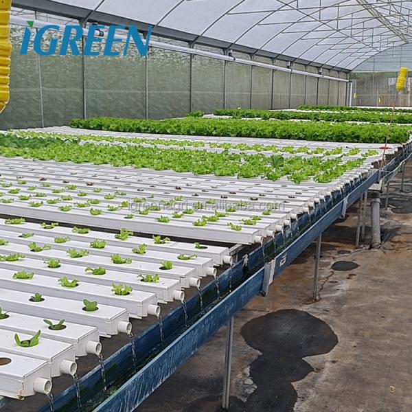 Large Single Layer PE/PVC Multi-Span Agricultural Greenhouse with Flat NFT Lettuce Hydroponic System