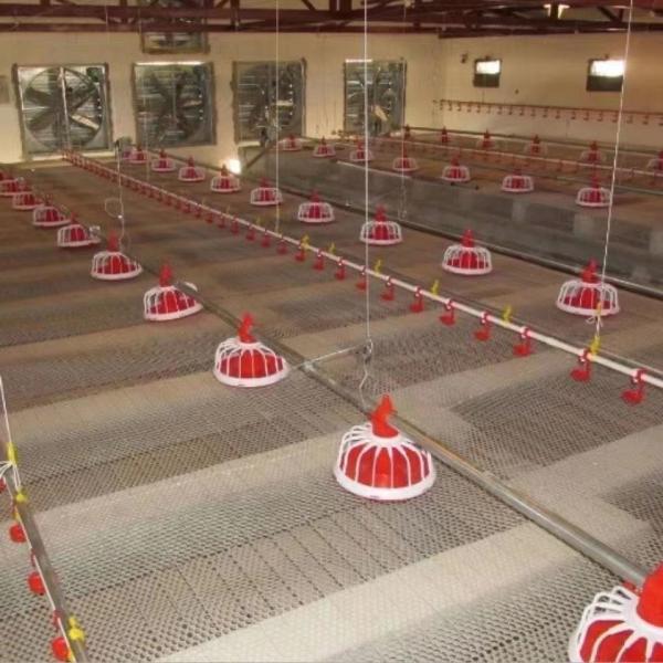 Automatic Animal Feeders Poultry Farm Feeding Line Chicken Feeding and Drinking System