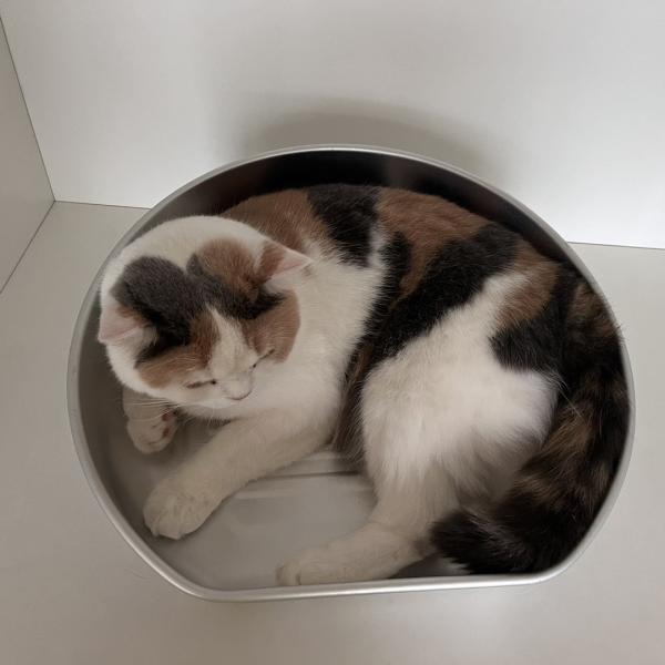 Stay Cool this Summer with Our Cooling Cat Pot Acceptable OEM ODM Aluminum Basin
