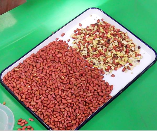 O arroz da grão semeia a máquina de vidro do classificador da cor do plástico do chá