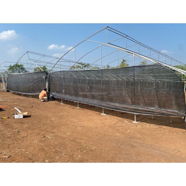 Agricultural Single Span Tunnel Green House Sprinkler Irrigation Lettuce Greenhouse For Farm